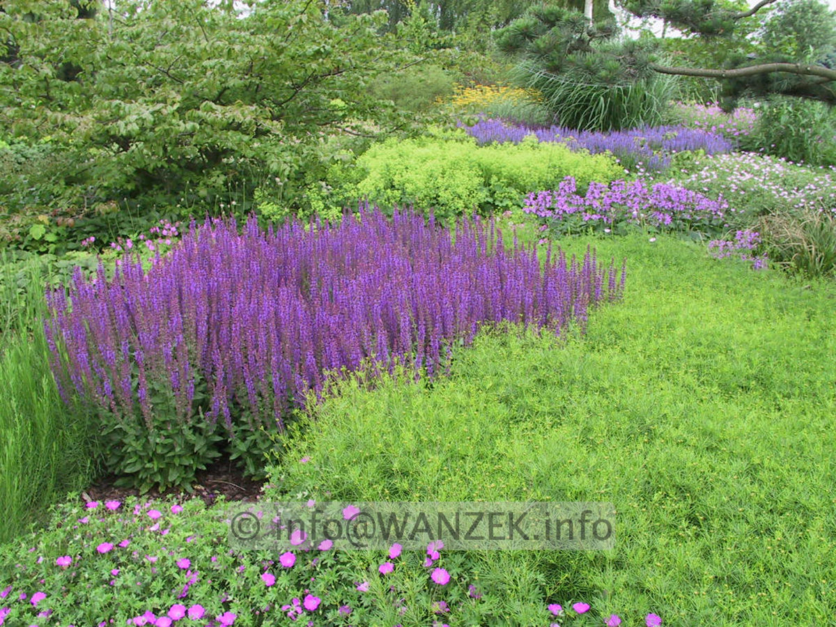 Salvia nemorosa Ostfriesland 01.jpg
